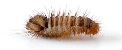 Larval form of Anthrenus verbasci (4.6 mm long)