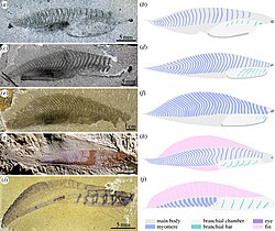A comparison with (a,b) Nuucichthys and other Cambrian chordates, including (c,d) Metaspriggina, (e,f) Emmonsaspis, (g,h) Myllokunmingia, and (i,j) Yunnanozoon