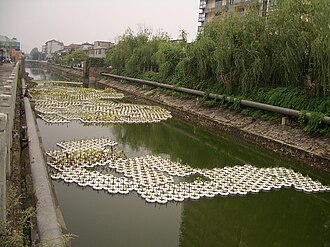 Aquatic plants in floating containers