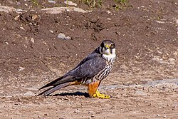 Eurasian Hobby (Falco subbuteo)