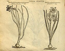 N. poeticus, Matthias de l'Obel Icones stirpium 1591