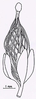 The Devonian fossil plant Runcaria resembles a seed but lacks a solid seed coat and means to guide pollen.