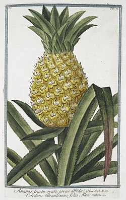 1772 illustration of an Ananas comosus pineapple which was given the early scientific name of Cardus brasilianus folius aloes by Banhius in 1623[34]