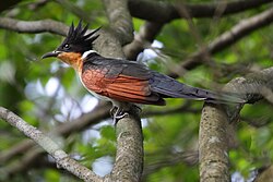 A chestnut-winged cuckoo in Singapore