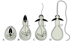 Discharge mechanism of a nematocyst.