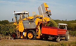 Mechanical harvesting of Sauvignon blanc grapes in Côtes de Duras, France
