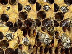 Worker bee emerging from cell