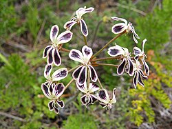 Pelargonium lobatum inflorescence, with showy petals projecting from inconspicuous protective sepals