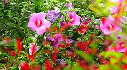 The hibiscus has been a popular garden tree for Japanese households from the 8th century onwards.