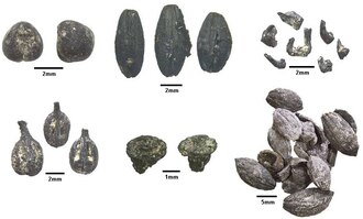 Charred Plant Remains. Clockwise from top left: bitter vetch (Vicia ervilia); barley (Hordeum sp.); glume wheat (Triticum sp.) glumebases and spikelet; olive stones (Olea europaea); grape pedicels (Vitis vinifera sp.); and grape pips (Vitis vinifera sp.).