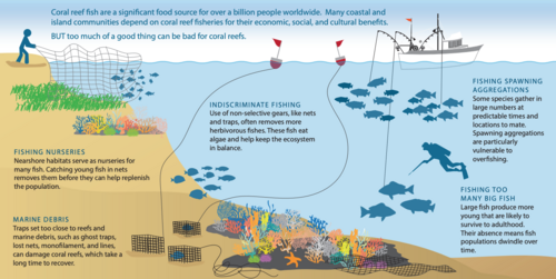 Overfishing can deplete key reef species and damage coral habitat. Coral reef fish are a significant food source for over a billion people worldwide.[14]