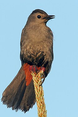 A grey catbird, with its distinctly coloured crissum on display