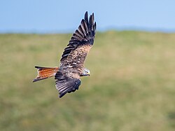 Red Kite at Bwlch Nant yr Arian, Wales, a local feeding ground.
