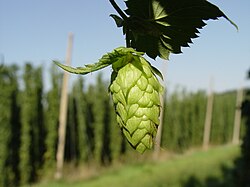 Hops plants produce a resinous flower cone which is used as a flavoring agent in beer.