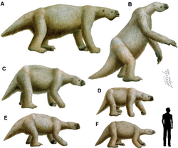 Size comparison of various ground sloths compared to a human, including Megatherium americanum (A, top left) Eremotherium laurillardi (B, top right), Lestodon armatus (C, middle left) Mylodon darwinii (D, middle right) Glossotherium robustum (E, bottom left) and Catonyx cf. C. cuvieri (F, bottom right)