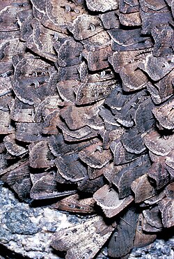 Gregarious aggregation of bogong moths during aestivation. Hundreds of moths can be seen densely huddled together so that only their wings are visible.
