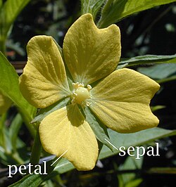 Tetramerous flower of Ludwigia octovalvis showing petals and sepals