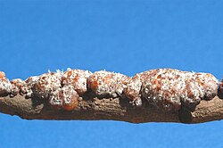 Lac tubes created by Kerria lacca