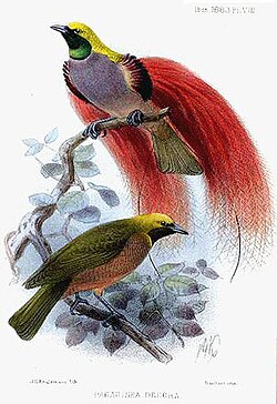 Male Goldie's bird-of-paradise displays to a female.