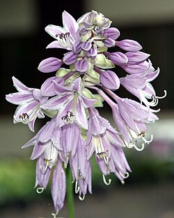 Flowers contain the sexual organs of flowering plants.