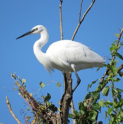 Egretta garzetta standing in a tree, Greece