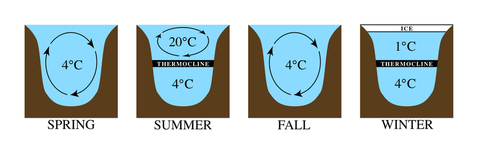 Typical mixing pattern for many lakes, caused by the fact that fresh water has maximum density at 4°C. Lake stratification is stable in summer and winter, becoming unstable in spring and fall when the surface waters cross the 4°C mark.