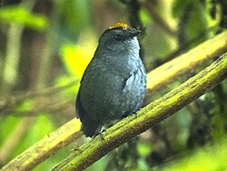 Wrenthrush in the Central Highlands of Costa Rica