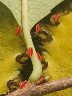 Crochets (red) on a caterpillar's prolegs