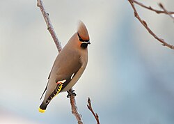 The bohemian waxwing was named Lanius garrulus in 1758