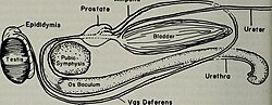 Genitorinary system of a raccoon (Procyon lotor)