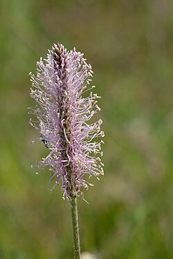 Inflorescence