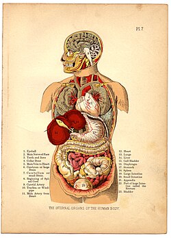 1905 diagram of the internal organs of human body