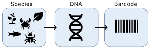 DNA barcoding scheme