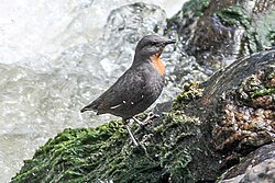 The rufous-throated dipper is considered Vulnerable by the IUCN