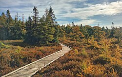 Sifton Bog boardwalk