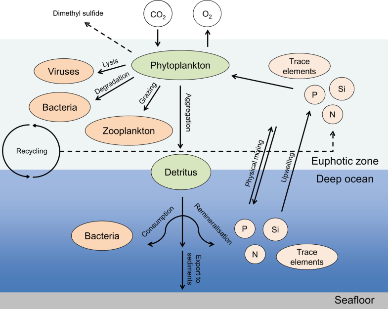 Role of phytoplankton on various compartments of the marine environment [71]