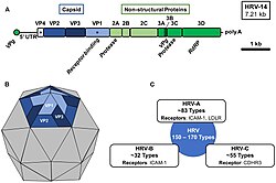 Human rhinovirus genome, virion structure, and species