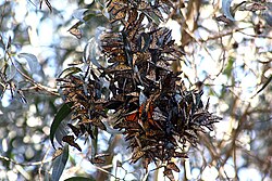 Monarch butterflies, seen in a cluster in Santa Cruz, California, where the western population migrates for the winter