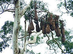 Nesting colony of Montezuma oropendolas
