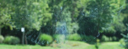 Imprint from where a bird has struck a window