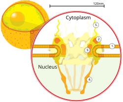 A cross section of a nuclear pore on the surface of the nuclear envelope (1). Other diagram labels show (2) the outer ring, (3) spokes, (4) basket, and (5) filaments.