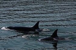 A pair of orcas in the Pacific Northwest