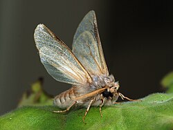 The pine moth, Thaumetopoea pityocampa, expanded its range northward in France.