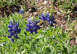 Lupines along a trail.