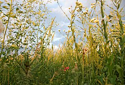 A wide variety of herbaceous Poaceae plants in a grassland