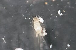 Second instar
