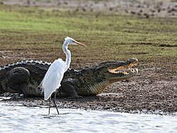 Non-breeding adult wading near a mugger crocodile