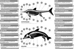 Dolphins display convergent evolution with fish and aquatic reptiles.