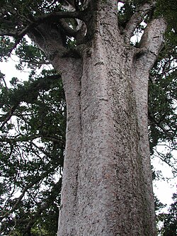 Square Kauri