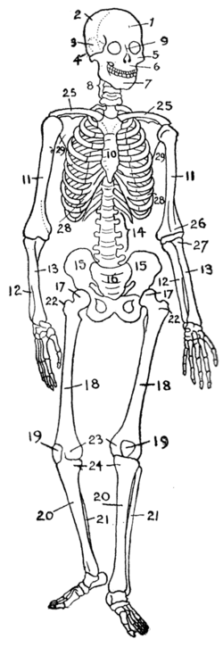 A human skeleton (endoskeleton)